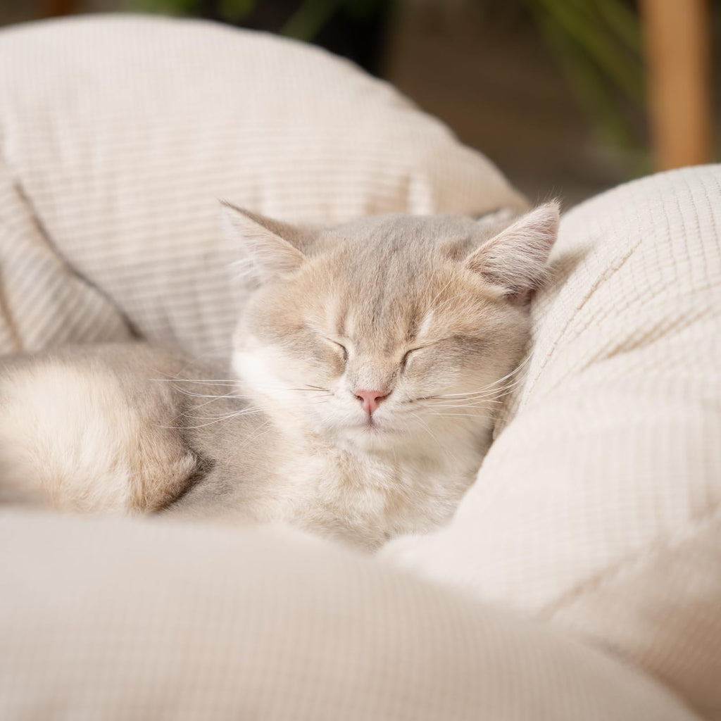 Elevated Cat Bed J53721