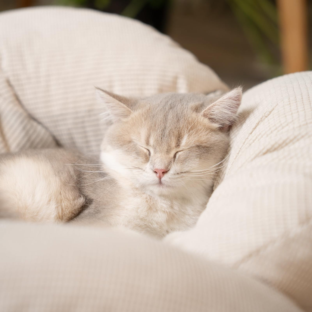 Elevated Cat Bed J53721