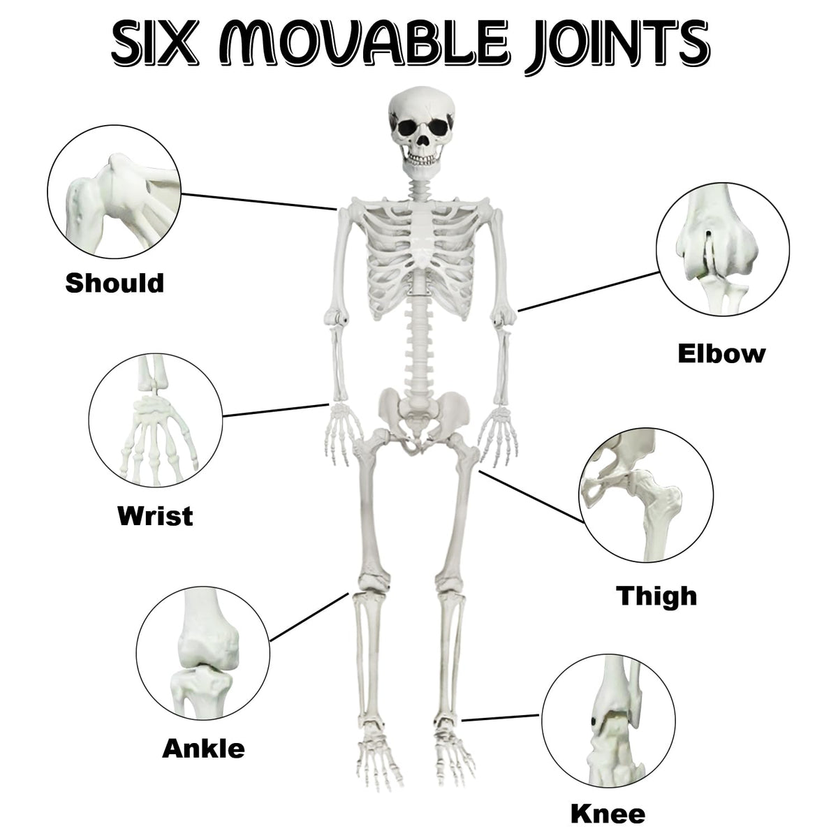 5.4Ft Posable Halloween Skeleton with Dog Cat Skeleton I800