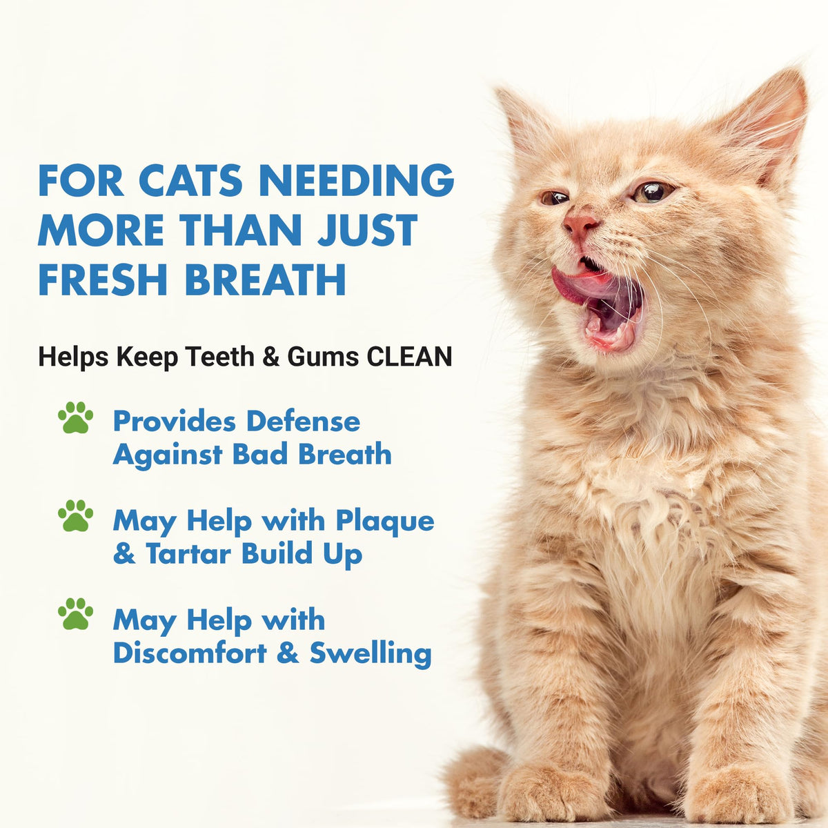 Cat Teeth Cleaning Dental Care T3857