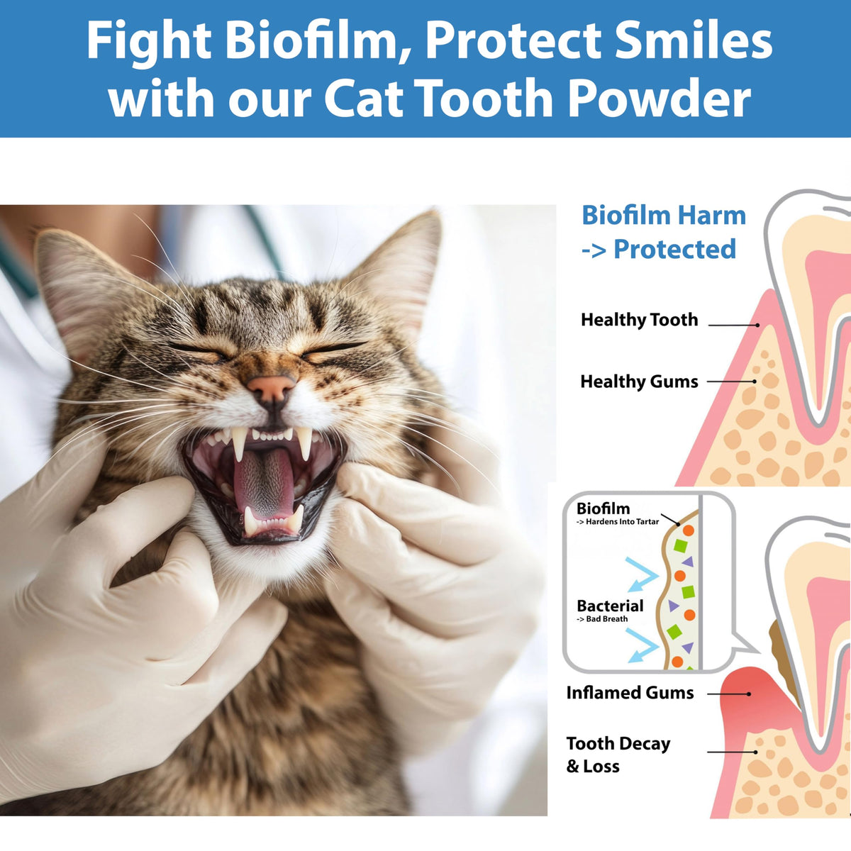 Cat Dental Powder F34956