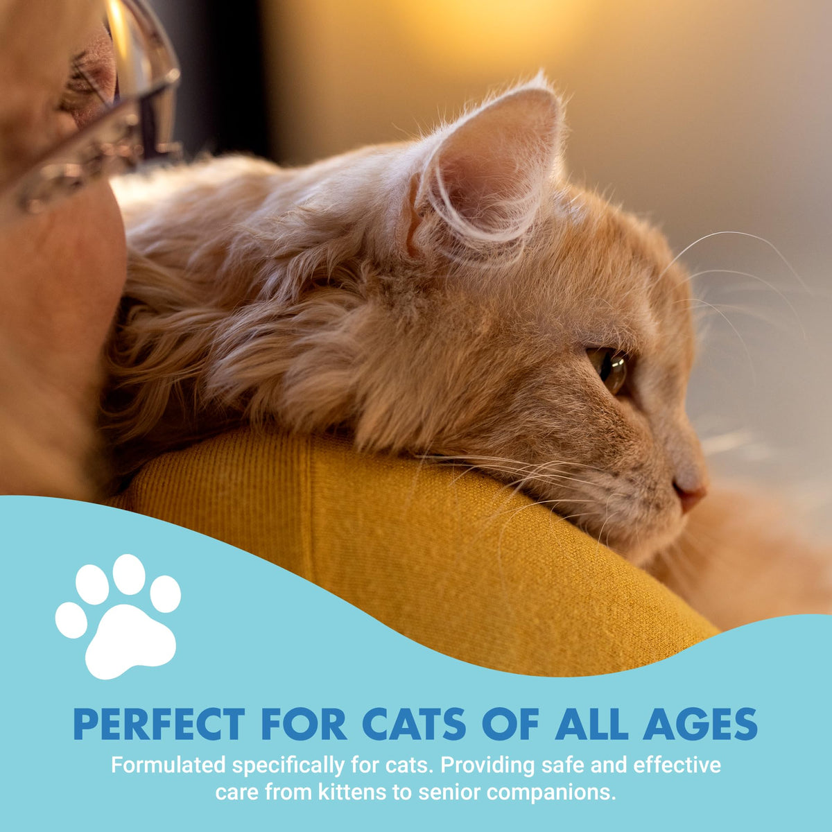Cat Teeth Cleaning Dental Care T3857