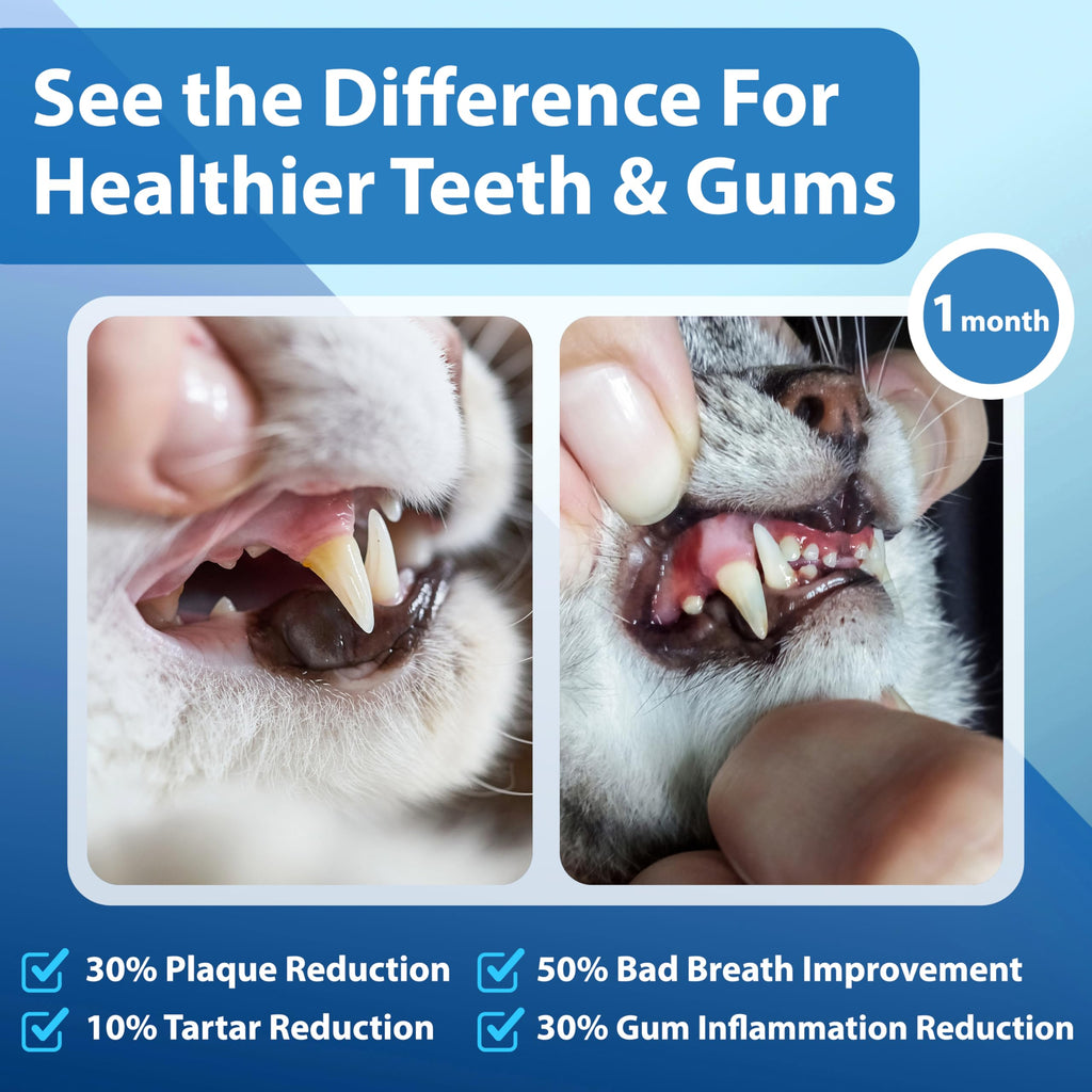 Cat Dental Powder F34956