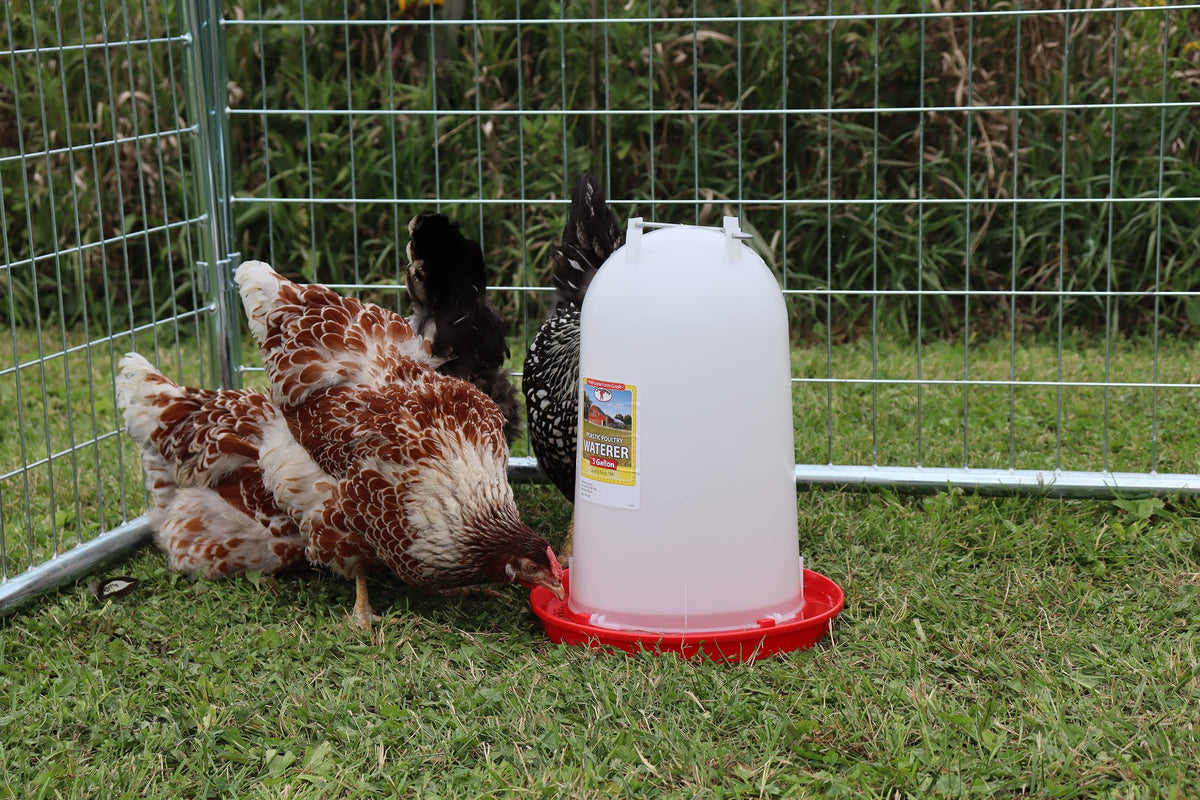 3 Gallon Plastic Poultry Waterer with Handle D675738